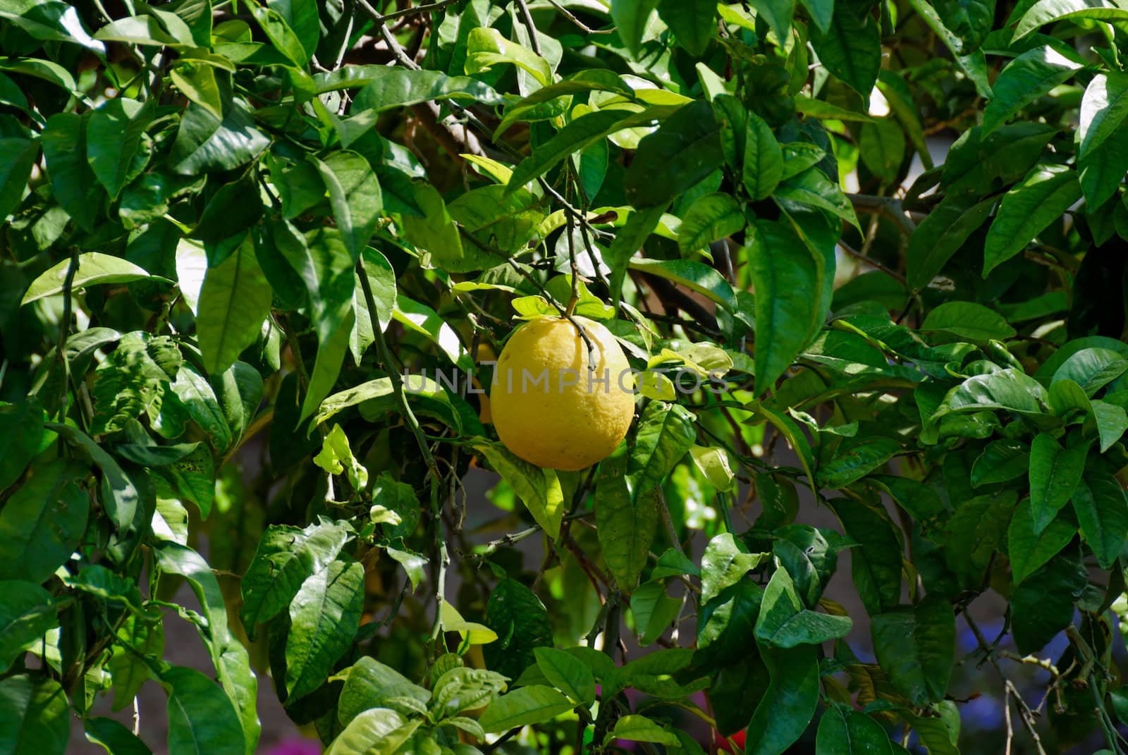 Yellow grapefruit bathing in warm Maltese sun.
