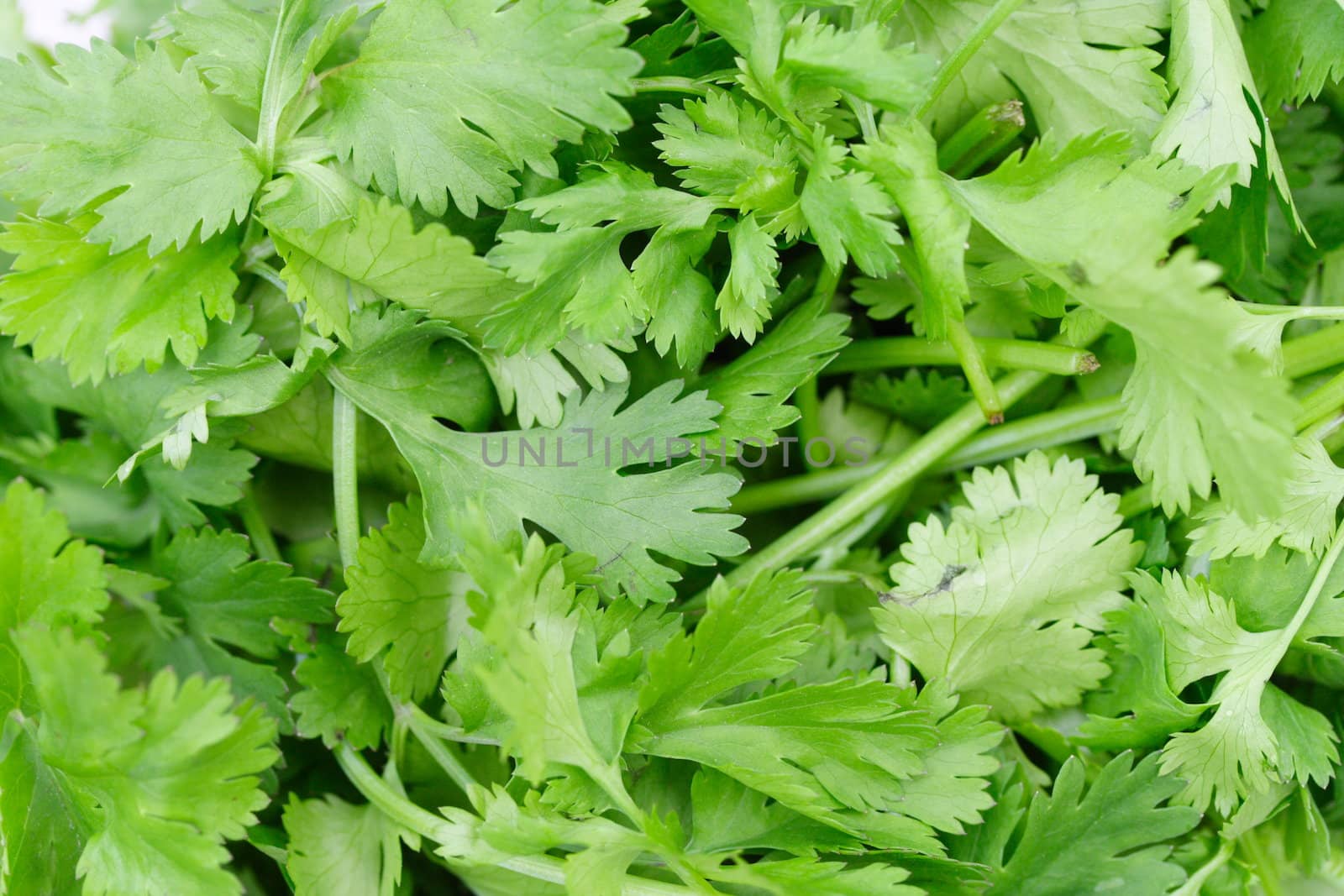 coriander leaves