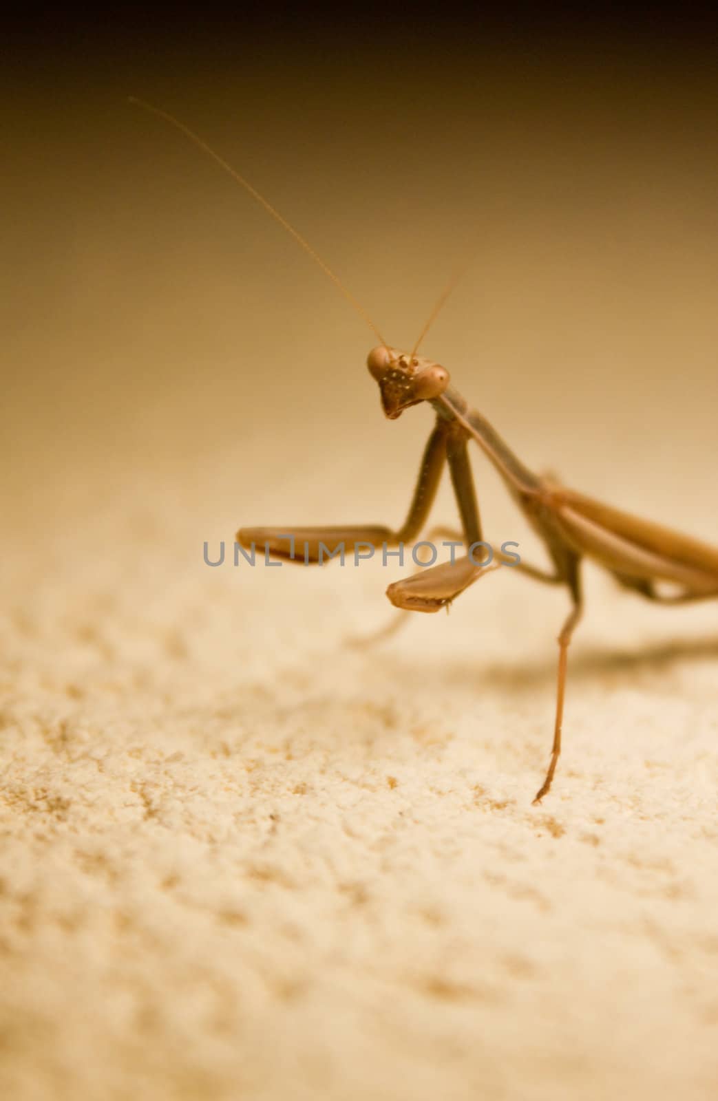 Mantis religiosa, praying mantis looking at camera with folded arms