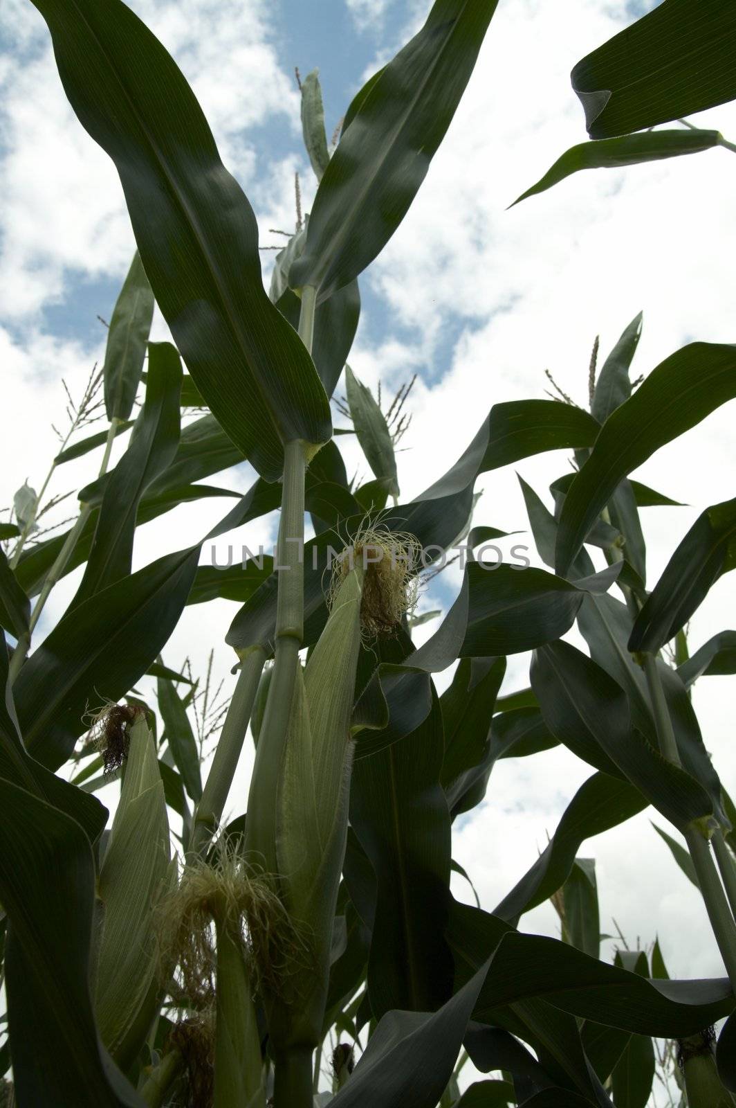 Corn on the stalk by Nikonas