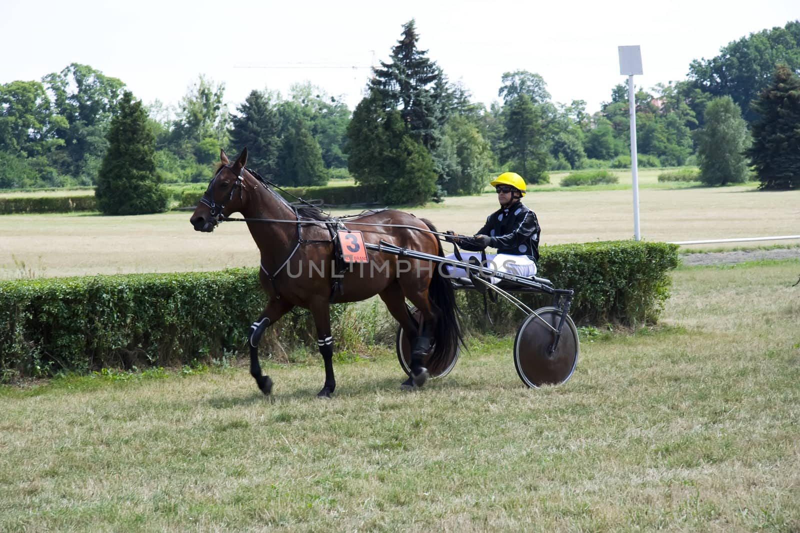 Horse trotting cart race competition