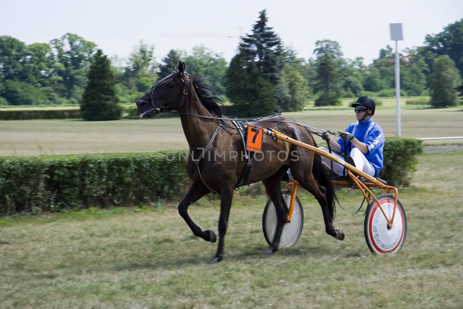 Horse trotting cart race competition