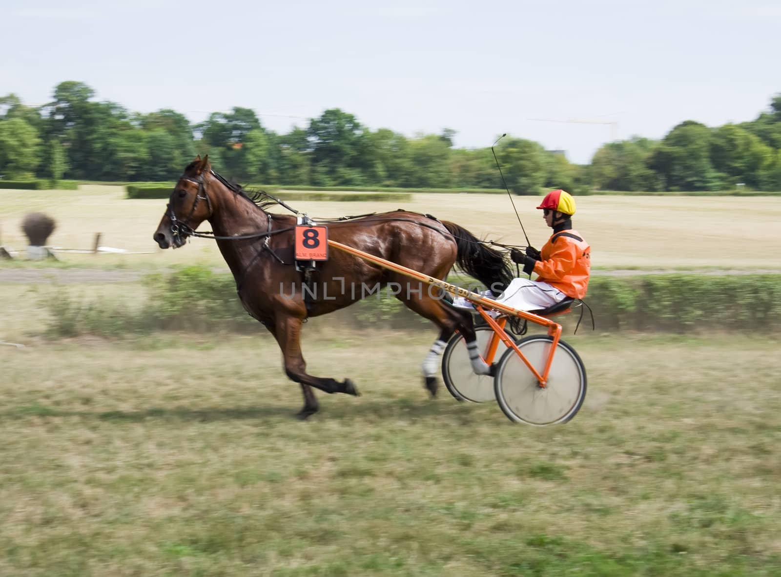 Horse trotting cart race competition