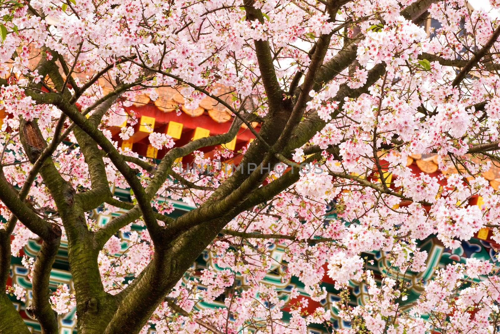 Nature background of sakura tree and flowers in spring.