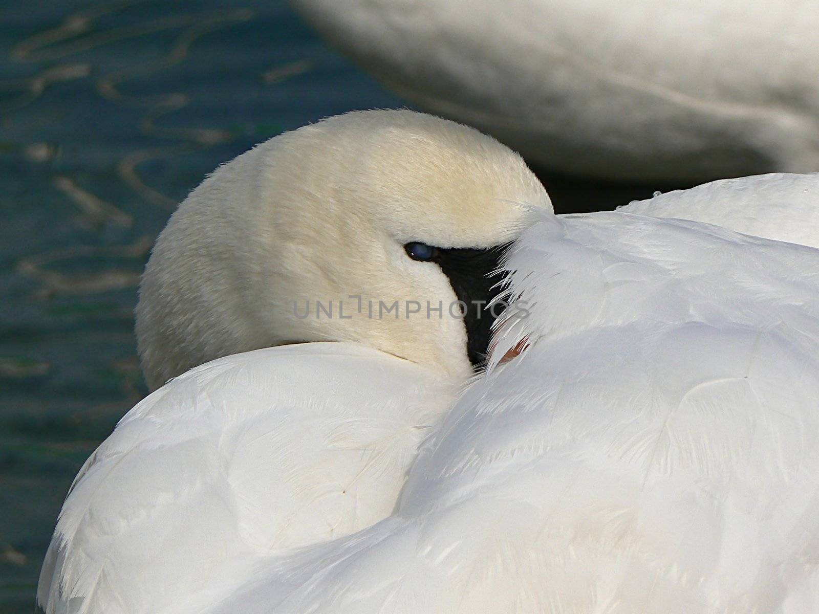 A swan which sleeps in its plumage