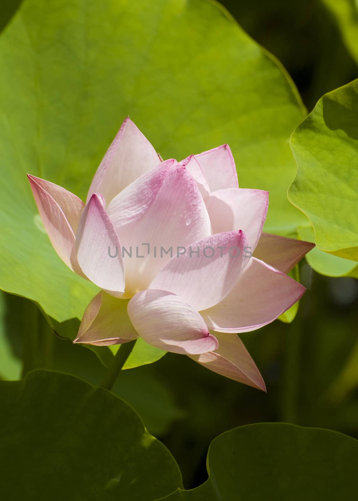 closeup of an opened lotus flower with a water drop