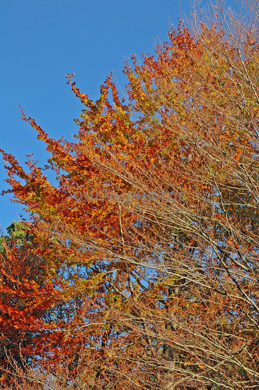 closeup of autumn leaves ond tree by raalves