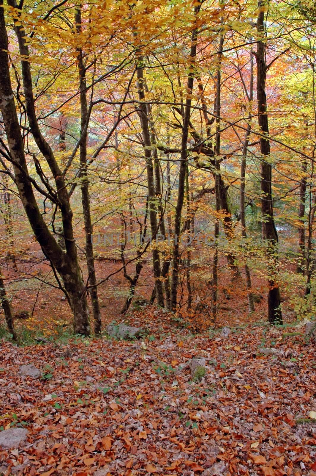 Autumnal forest frame, natural scene