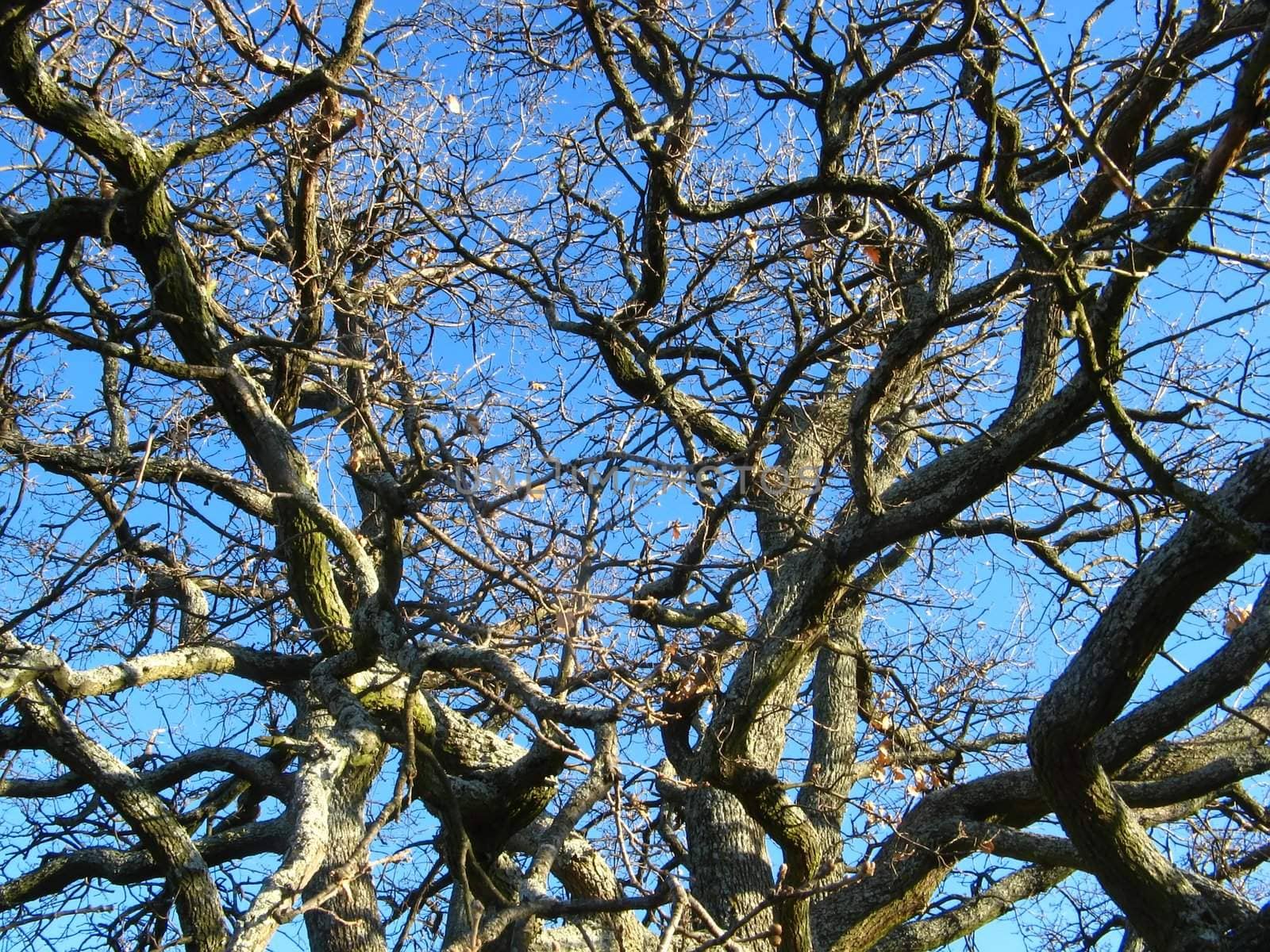image of some oak branches in a blue sky