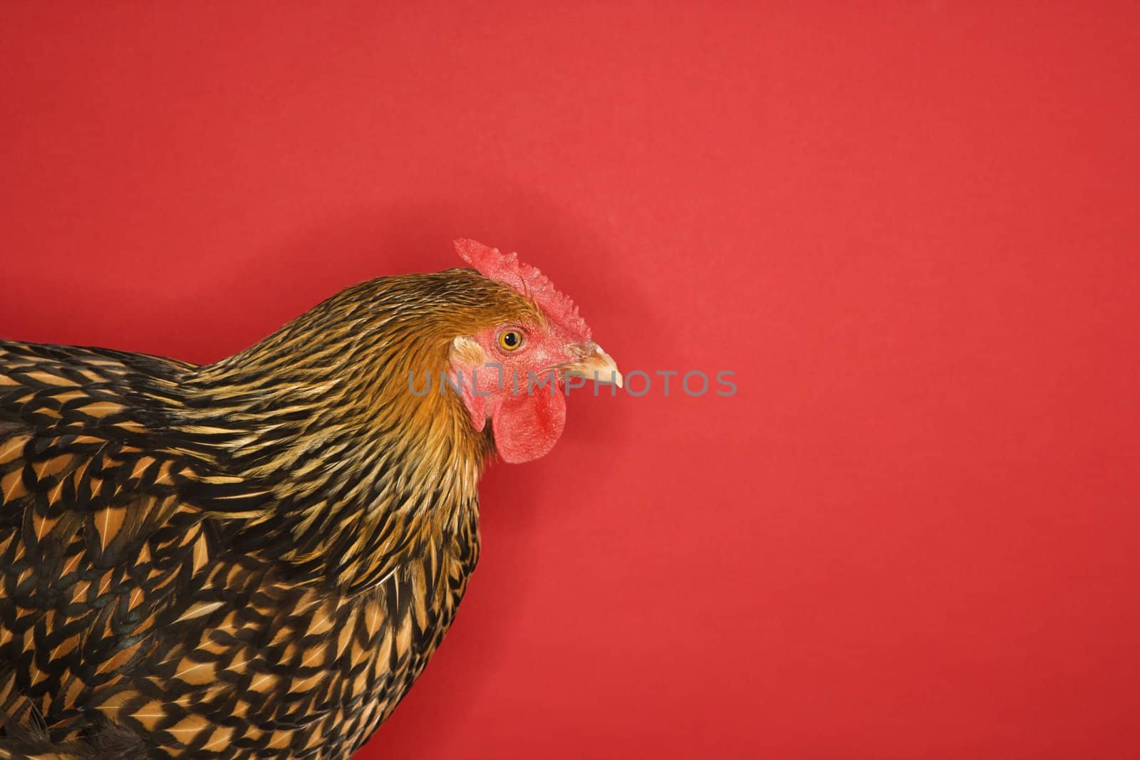 Golden Laced Wyandotte chicken on red background.