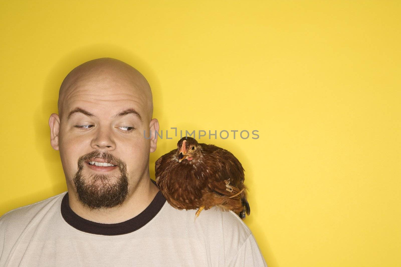 Caucasian mid-adult man looking at Golden Laced Wyandotte chicken on his shoulder.