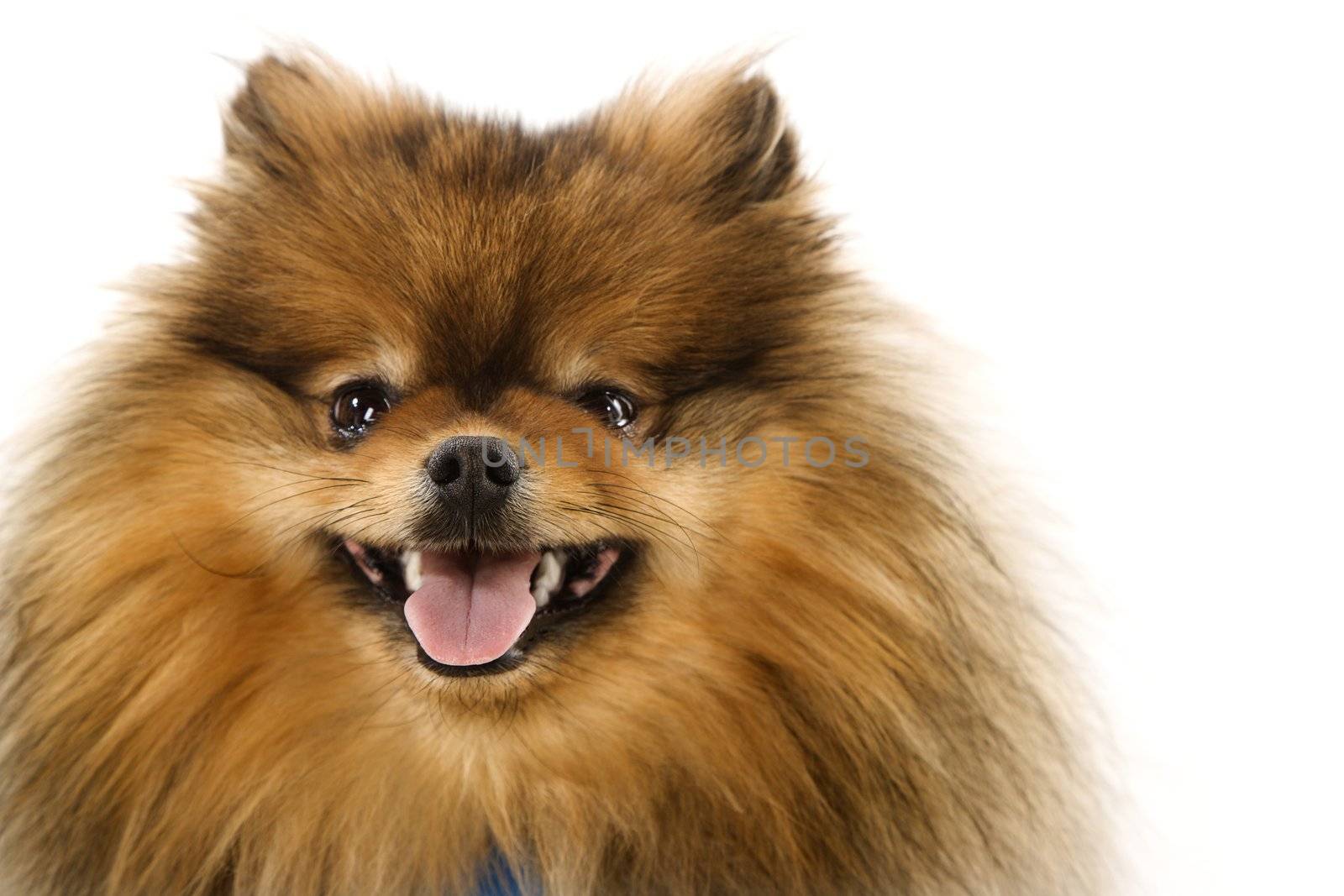 Pomeranian dog portrait.