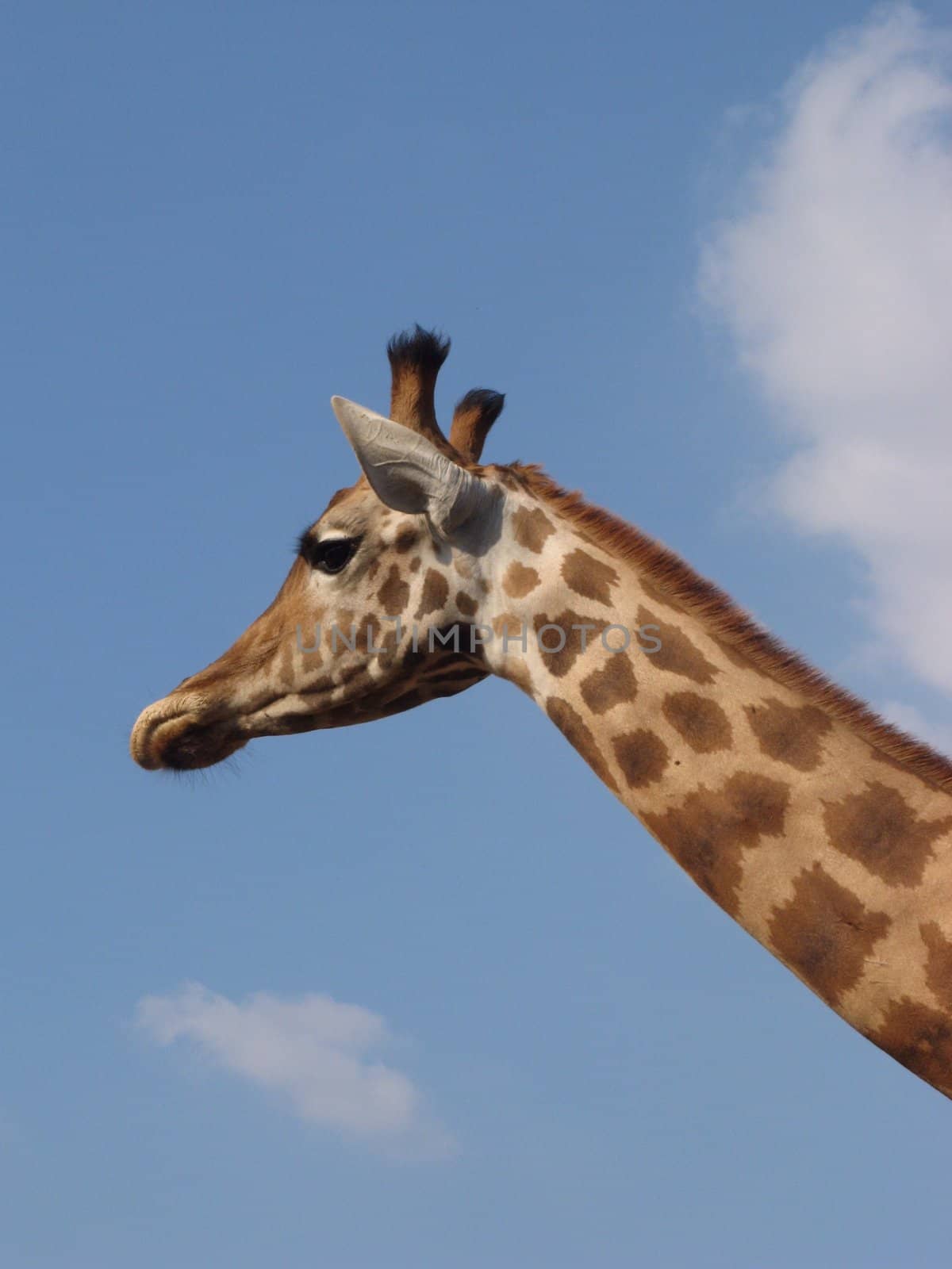 over a blue sky background the giraffe's head