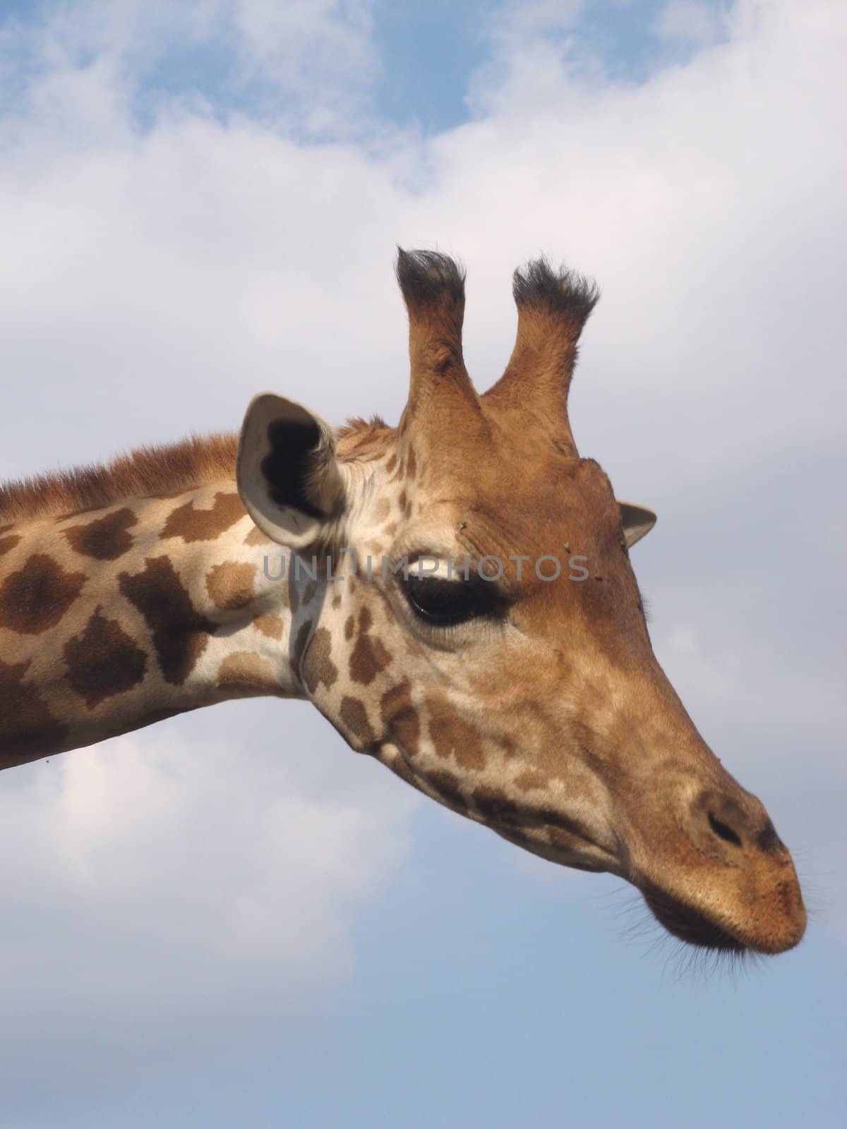 over a blue sky background the giraffe's head
