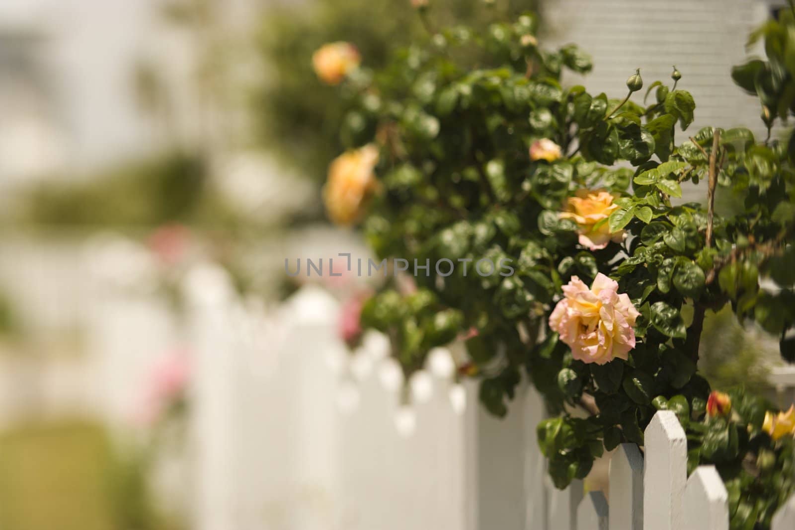 Picket fence with rose bush. by iofoto