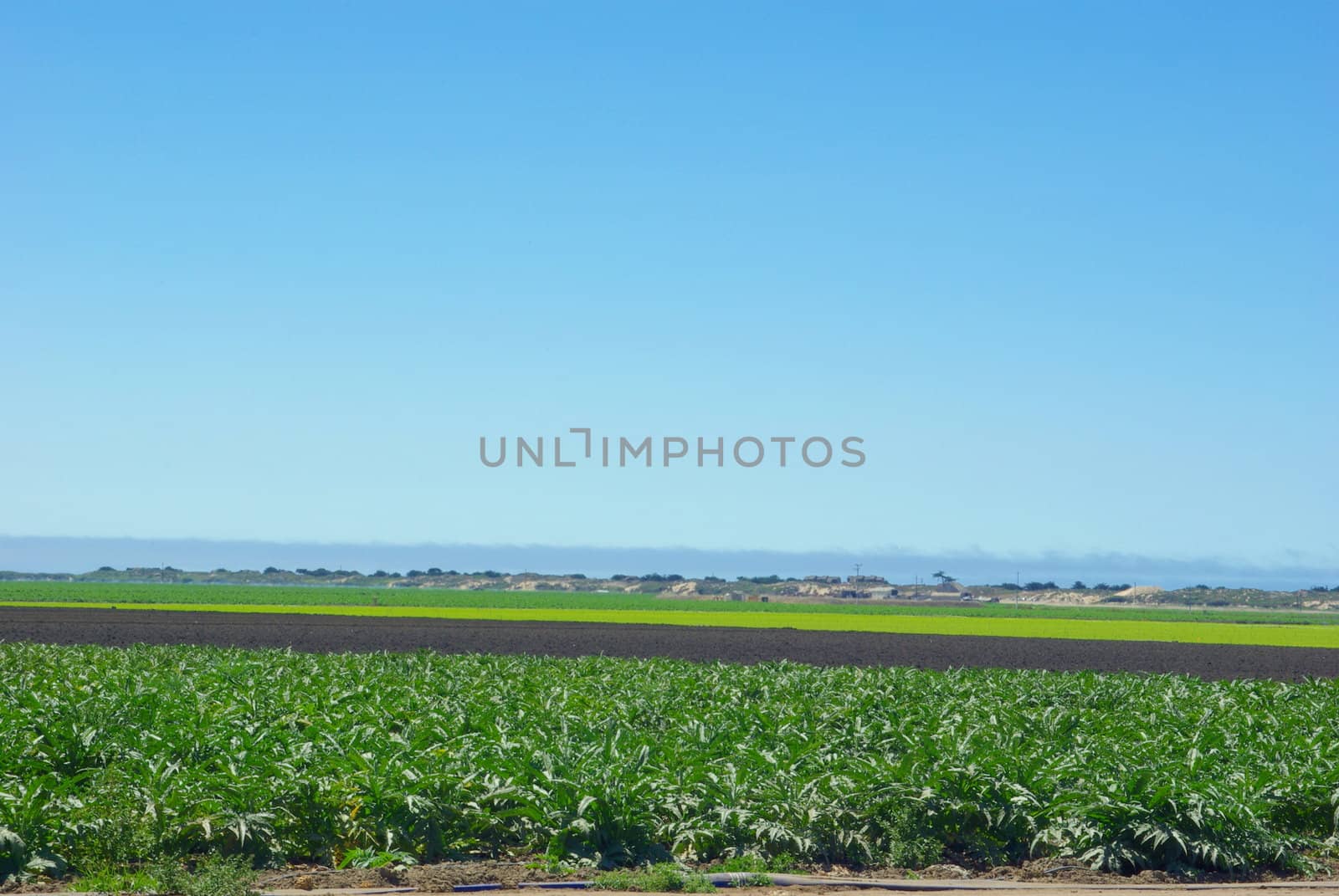 Artichoke and lettuce crops separated by land ready for new planting in californias coastal farmland.