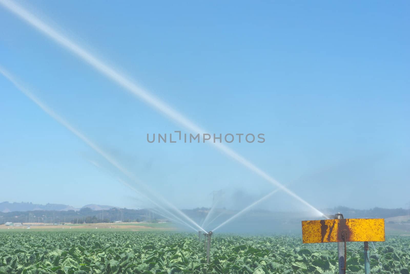 Automatic sprinklers water cabbage crops in californias coastal farmlands.