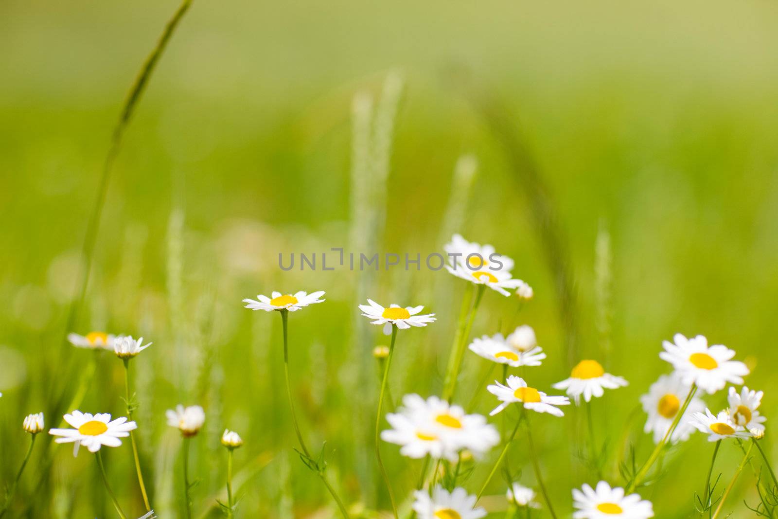 small flowers of chamomile