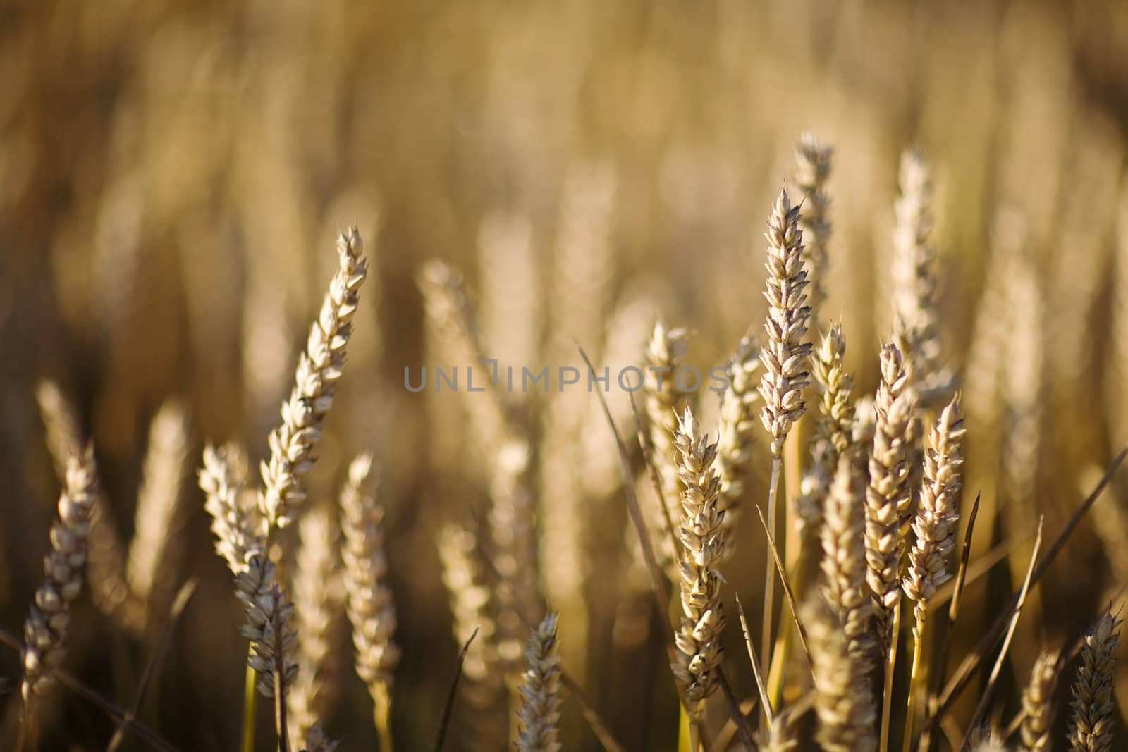 field of wheat