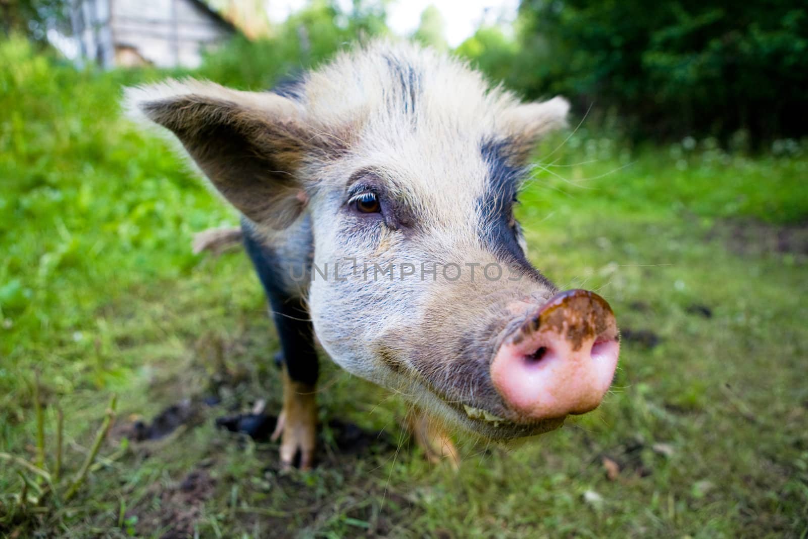 portrait of a pig