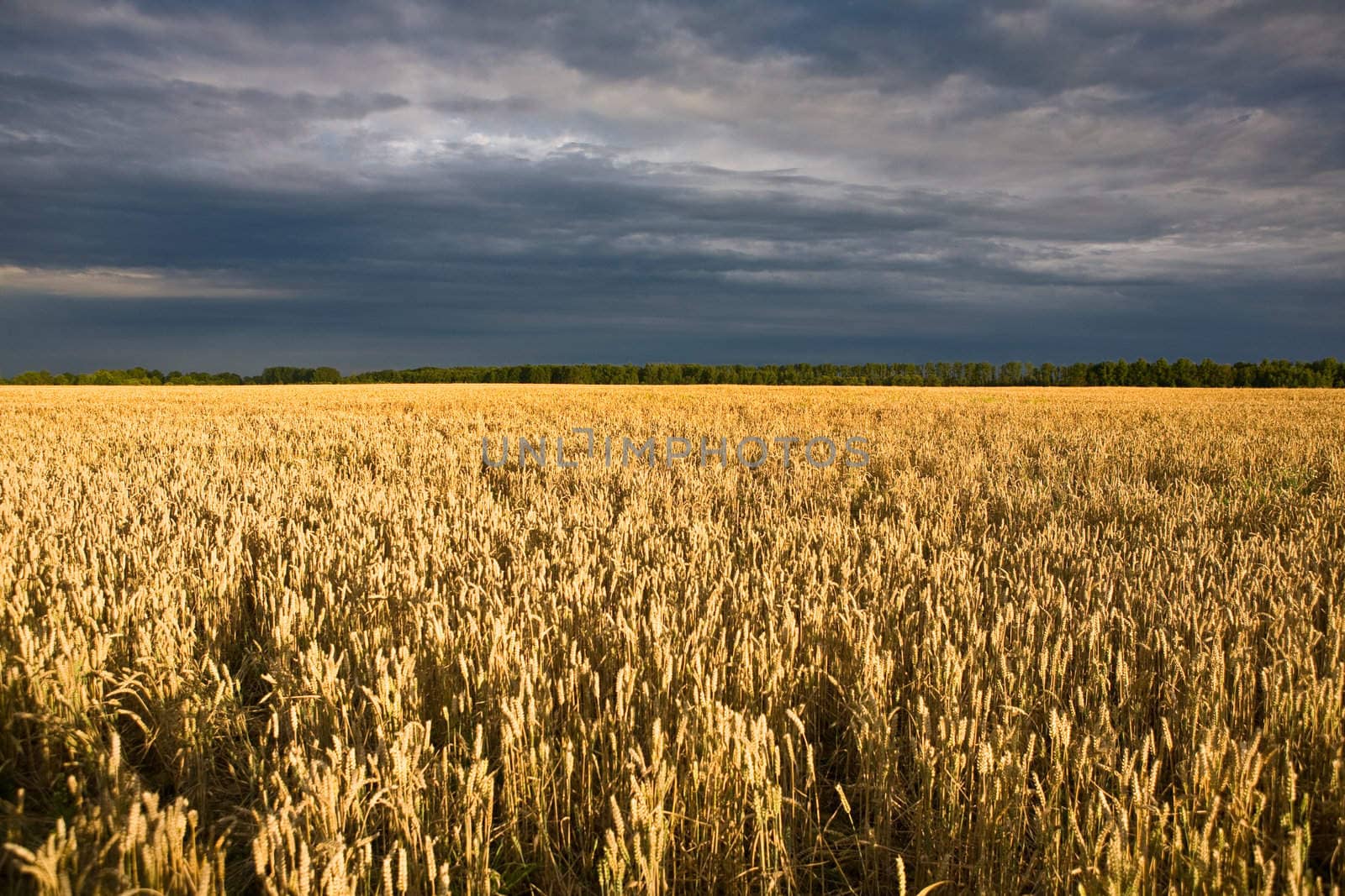 field and sky by vsurkov