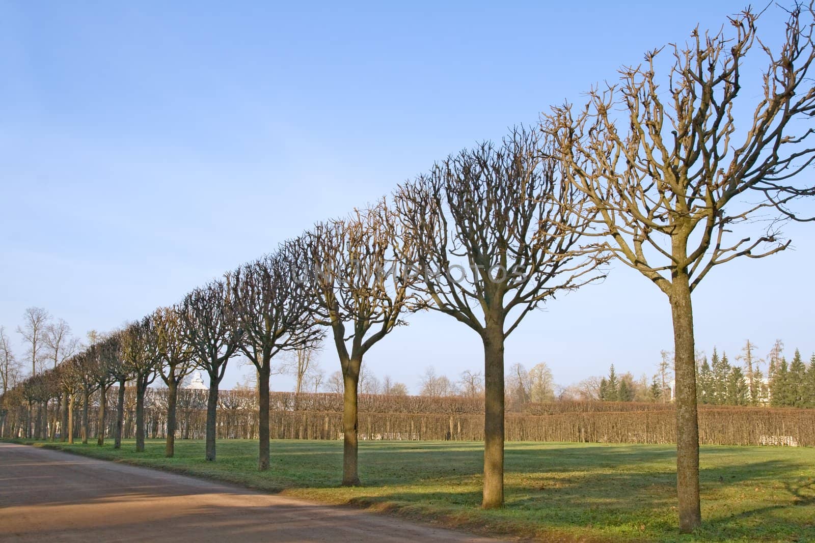 A line of bare trimmed trees in the park