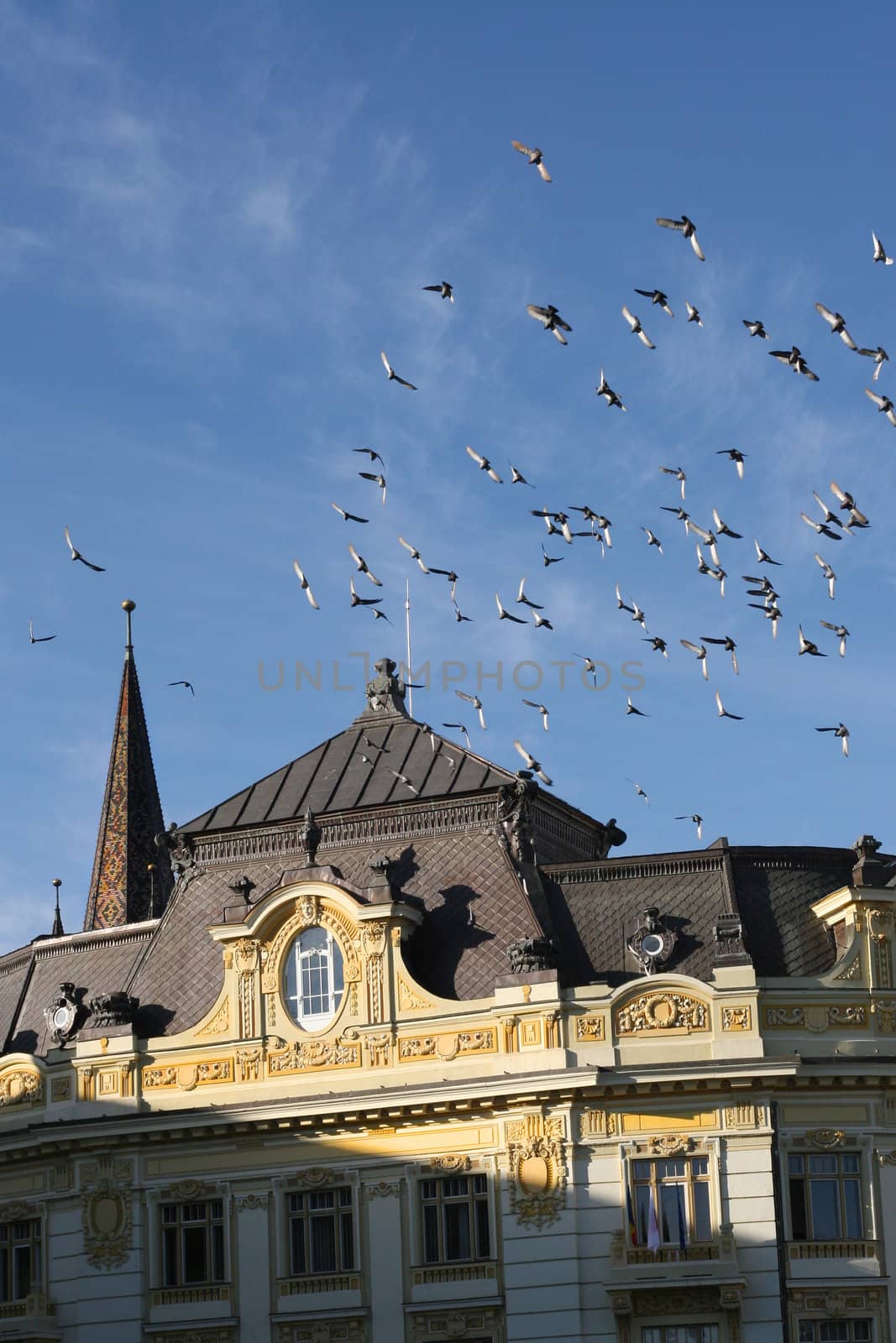 old bulding and flying pigeons in sibiu, romania