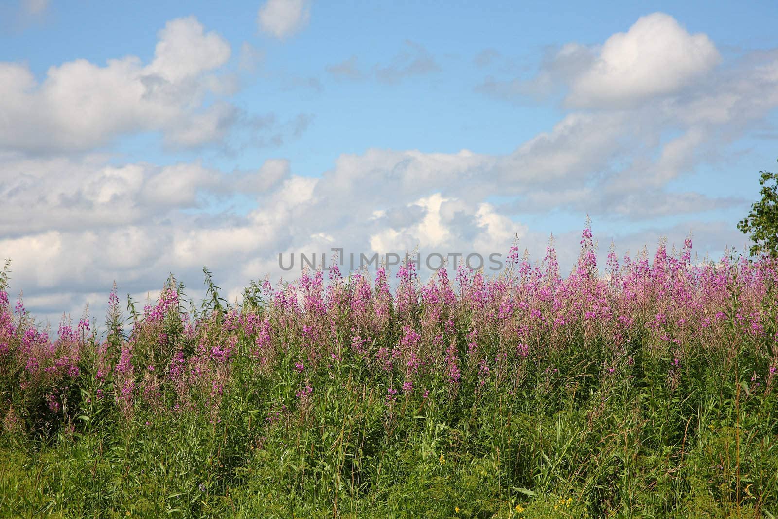 The landscape, willow-herb and clouds. Nature, year day
