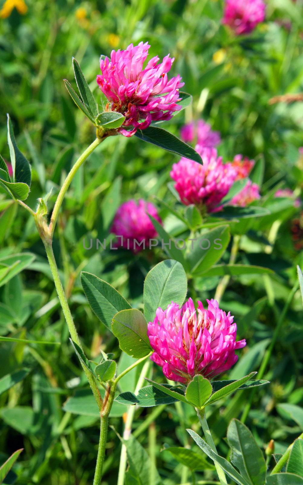 purple clover flowers in green grass