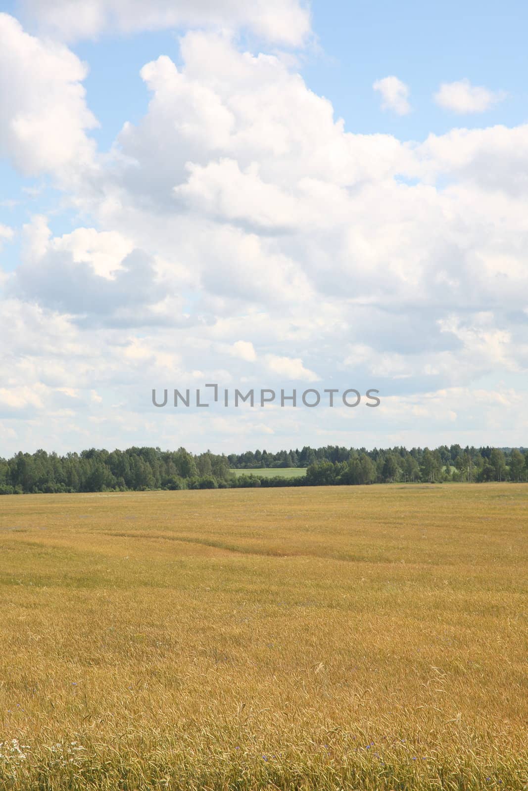 The field in Russia, rural landscape, nature