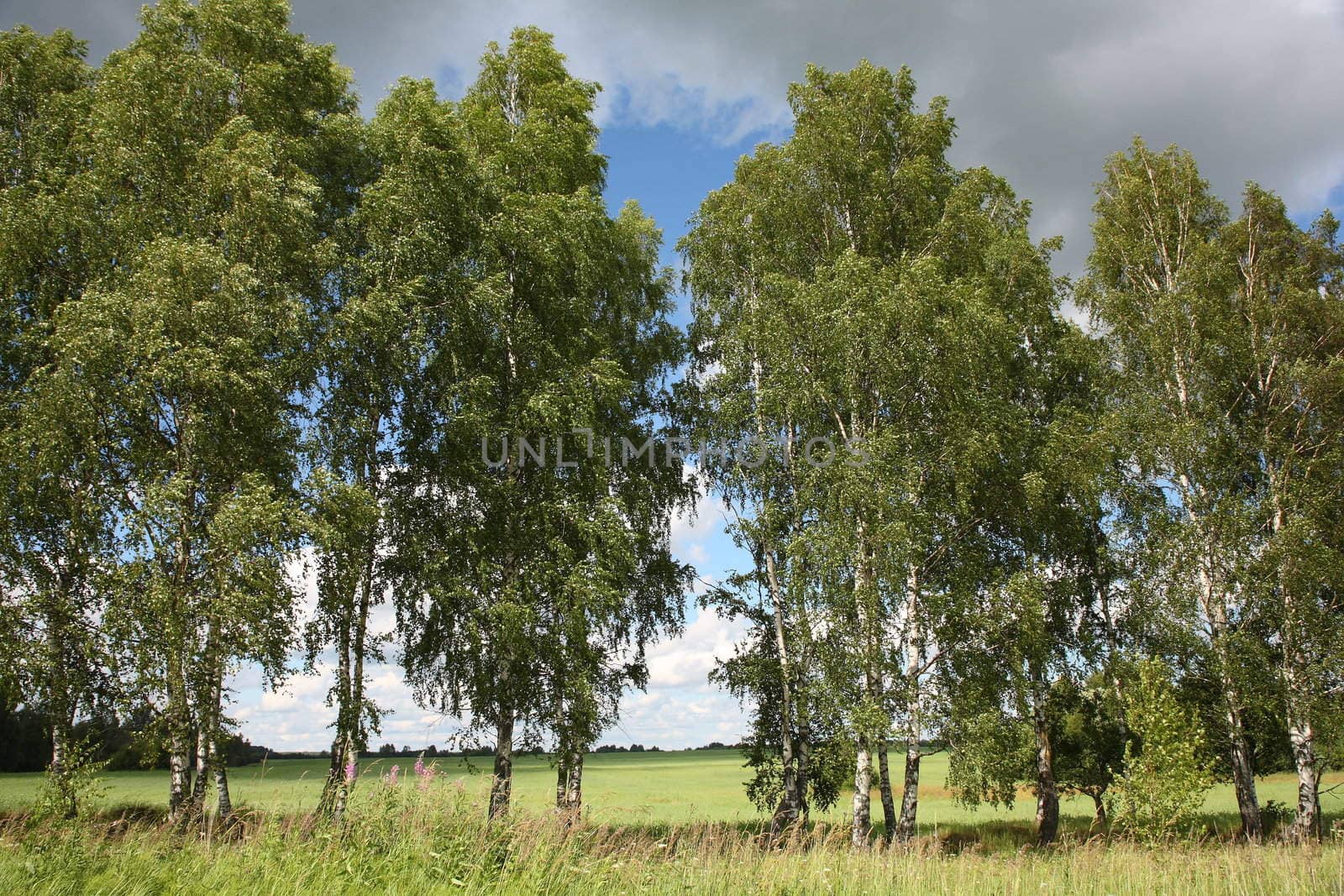 The  russian birch, summer landscape, nature Russia