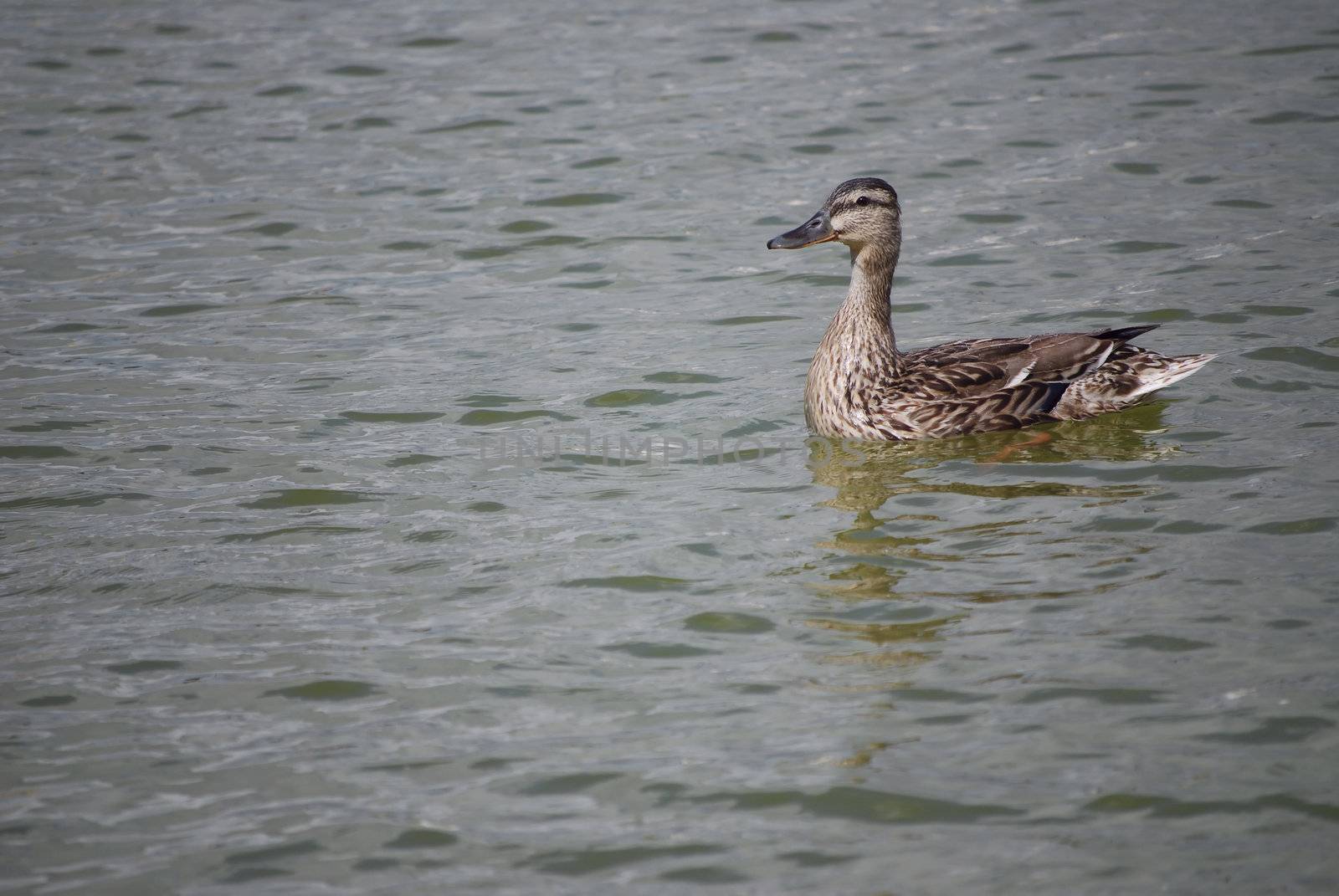 wild duck on a pond, in paris france