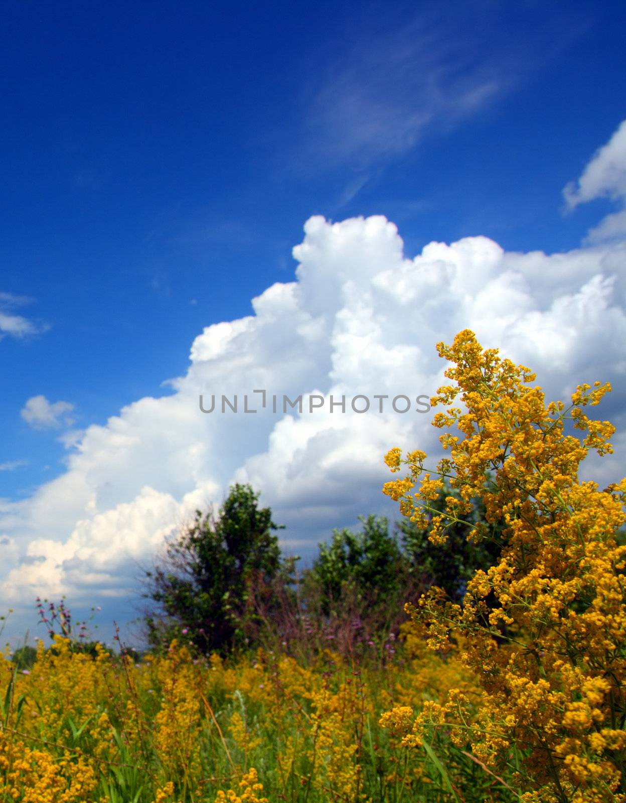 summer yellow flowers by Mikko