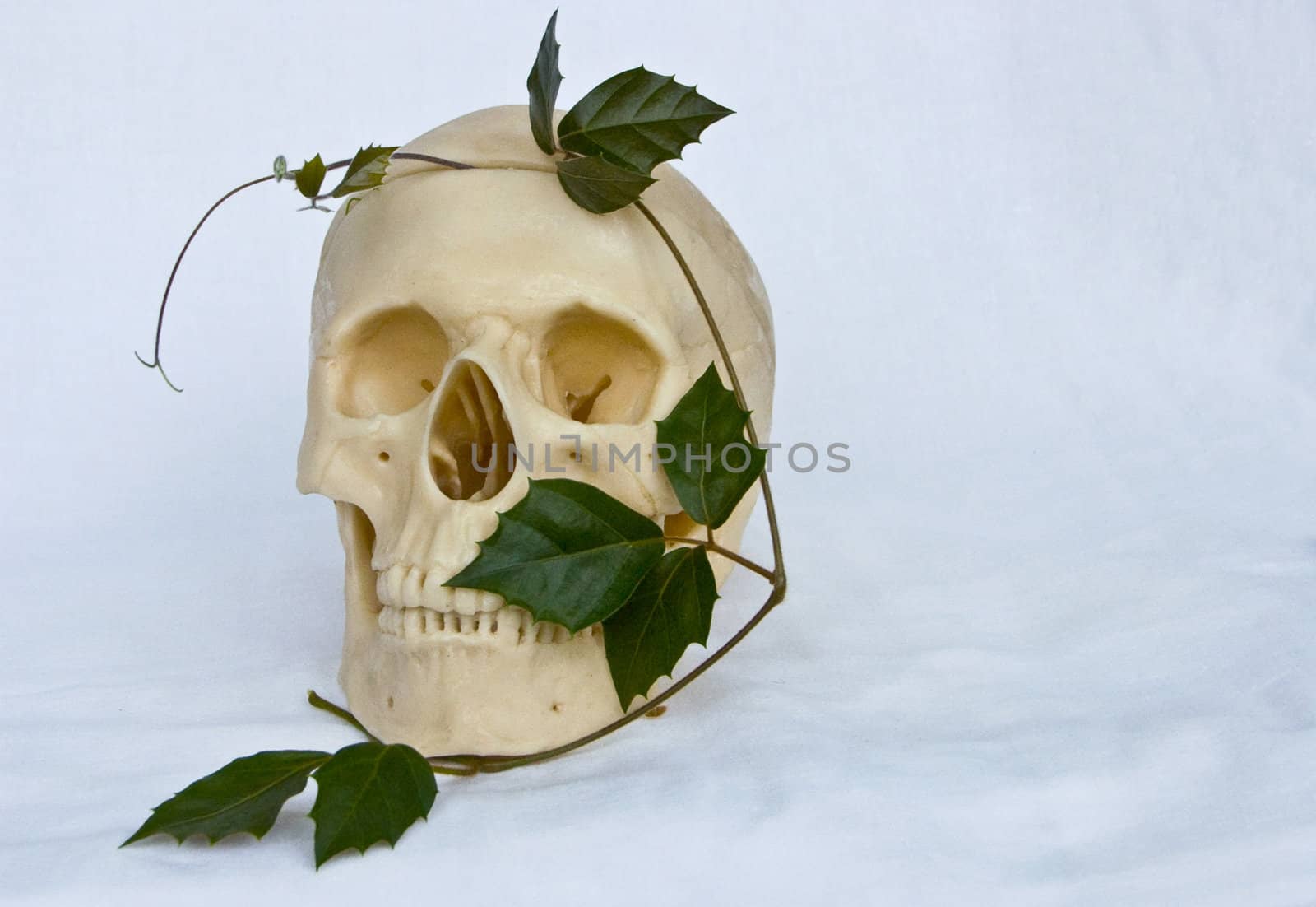 skull of the person and an ivy 3 by soloir