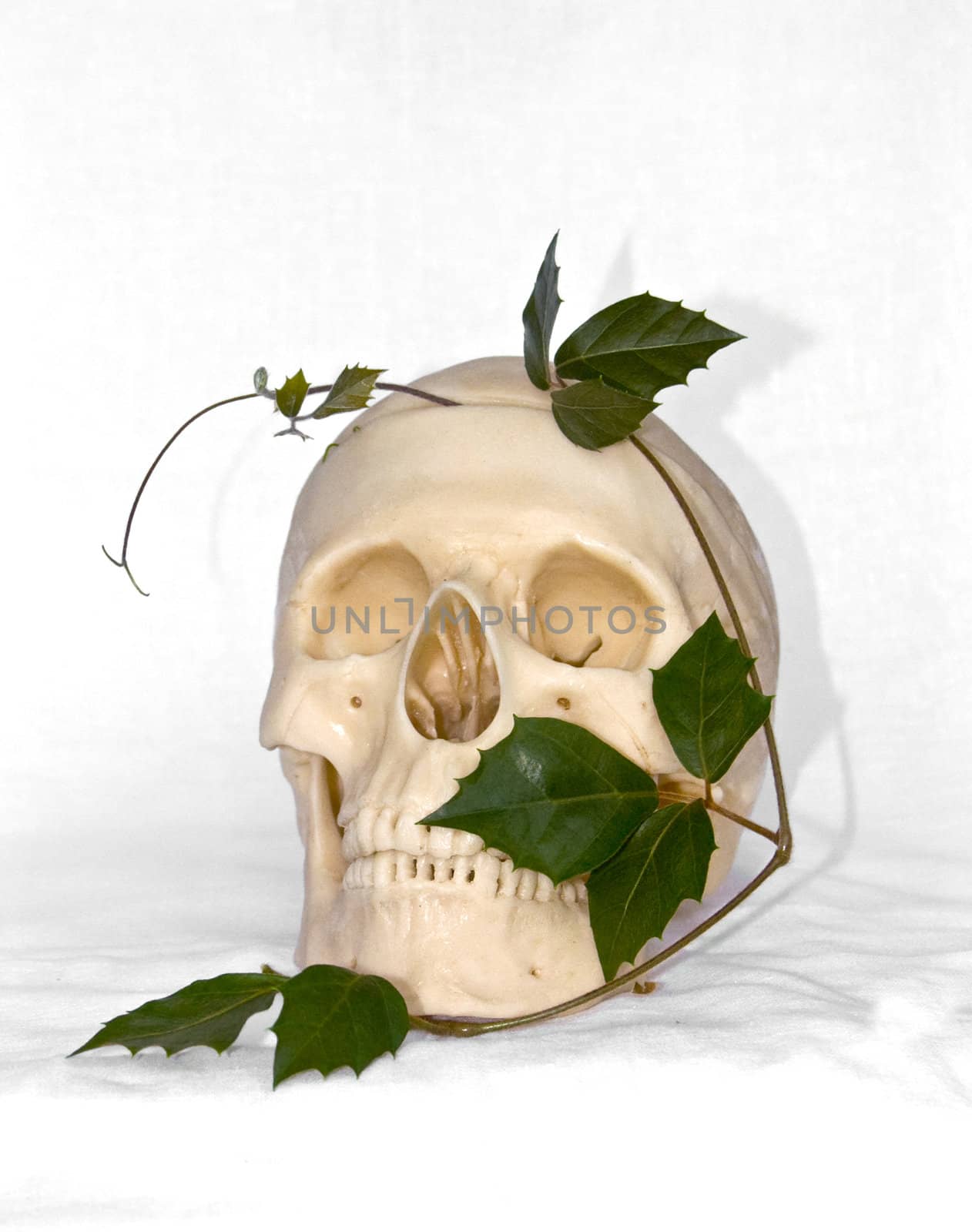 The image of a skull of the person and an ivy