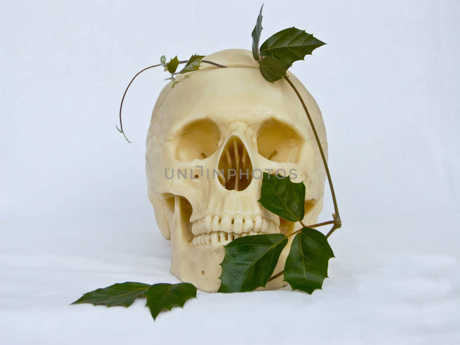 skull of the person and an ivy 1 by soloir
