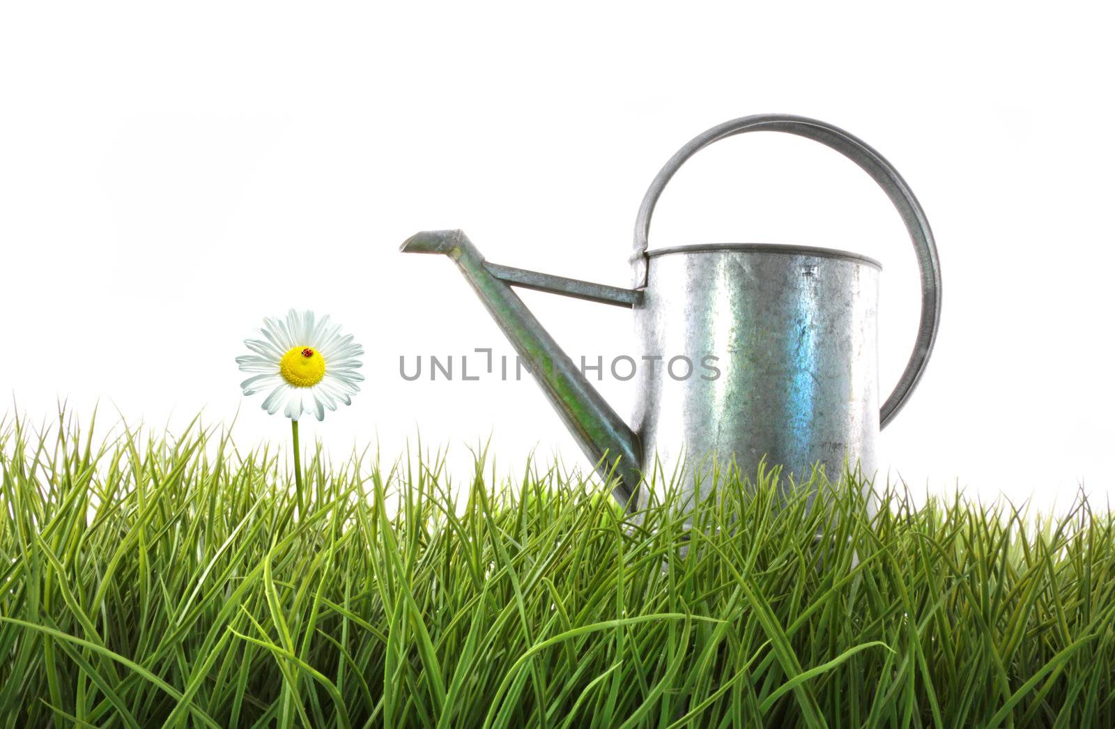 Old watering can in grass with white