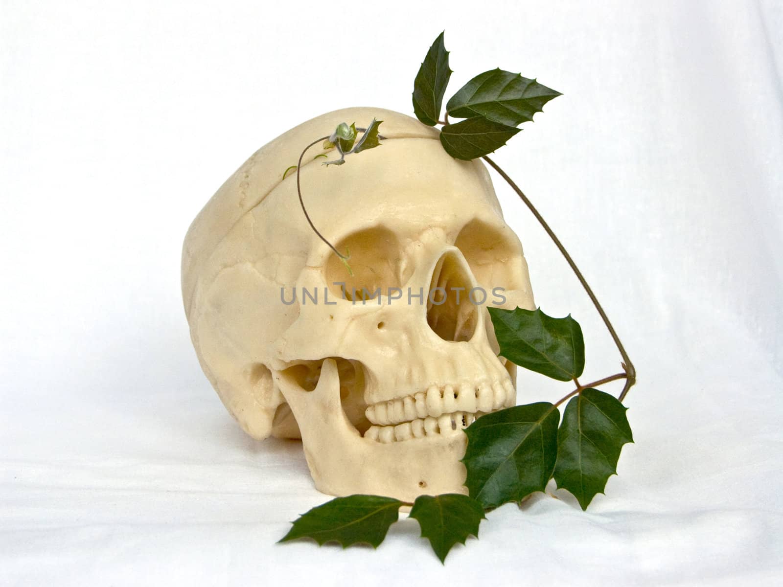 The image of a skull of the person and an ivy