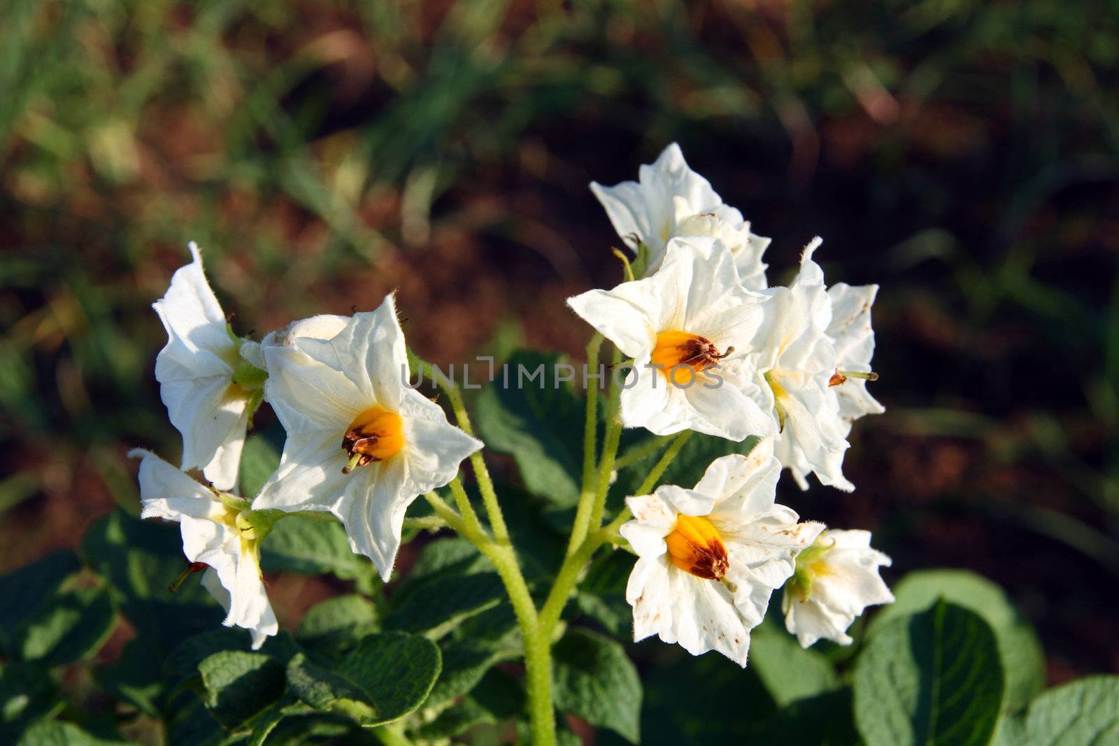 potatoes involucre blooming flowers on bush