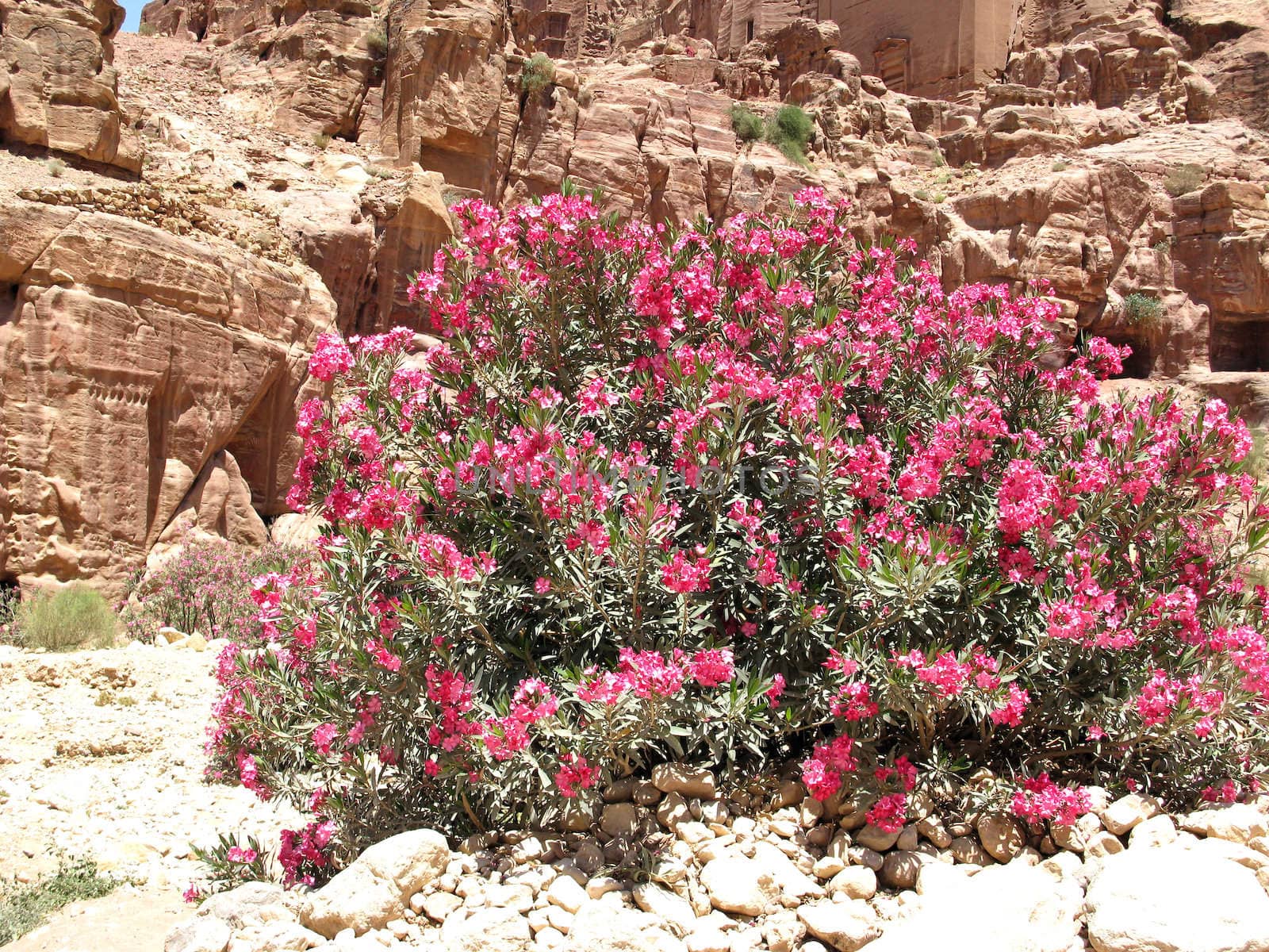 Bush in Petra by vintrom