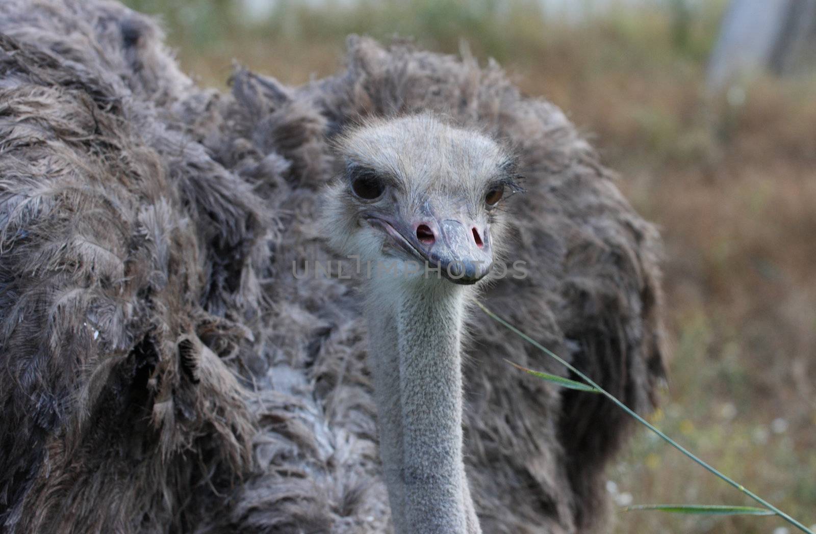ostrich by fedlog