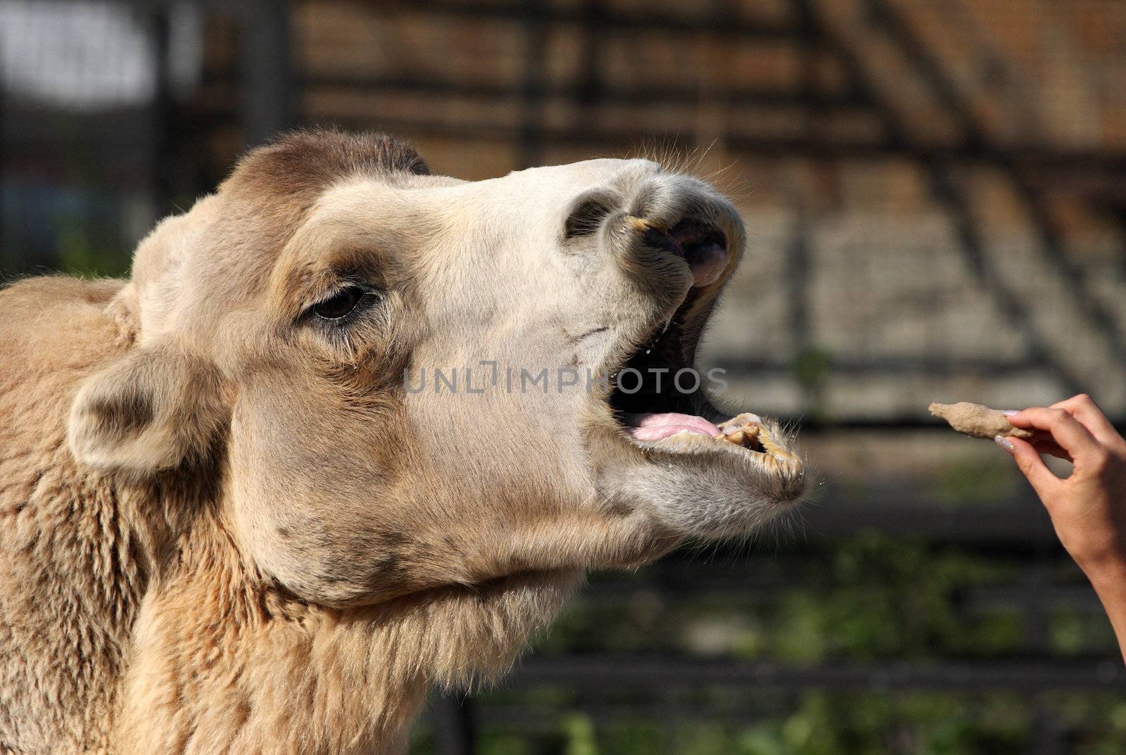 camel, mouth, eats, hand, animal
