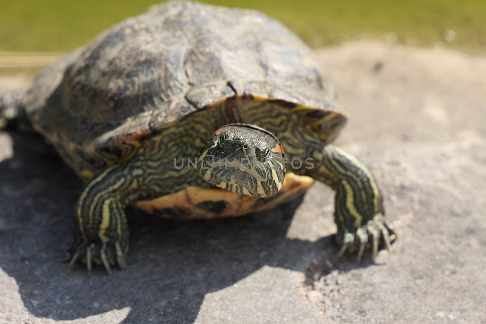 turtle, armour, inactive, animal, protection, reservation, sun, shade, reptile