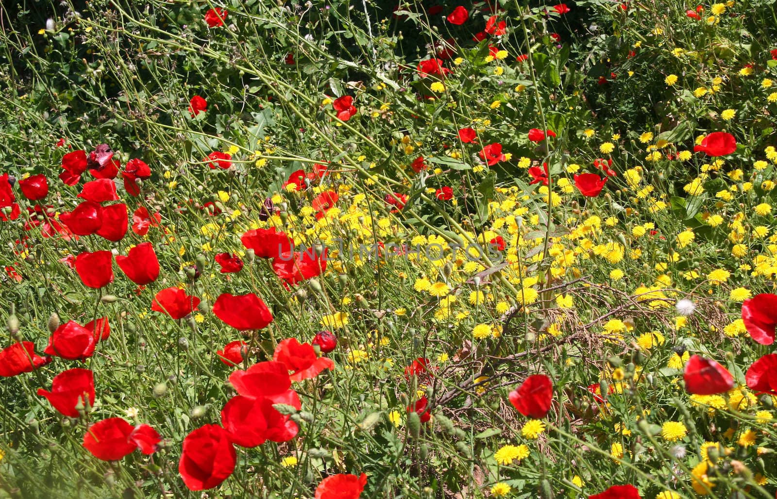 Poppies and other wild flowers