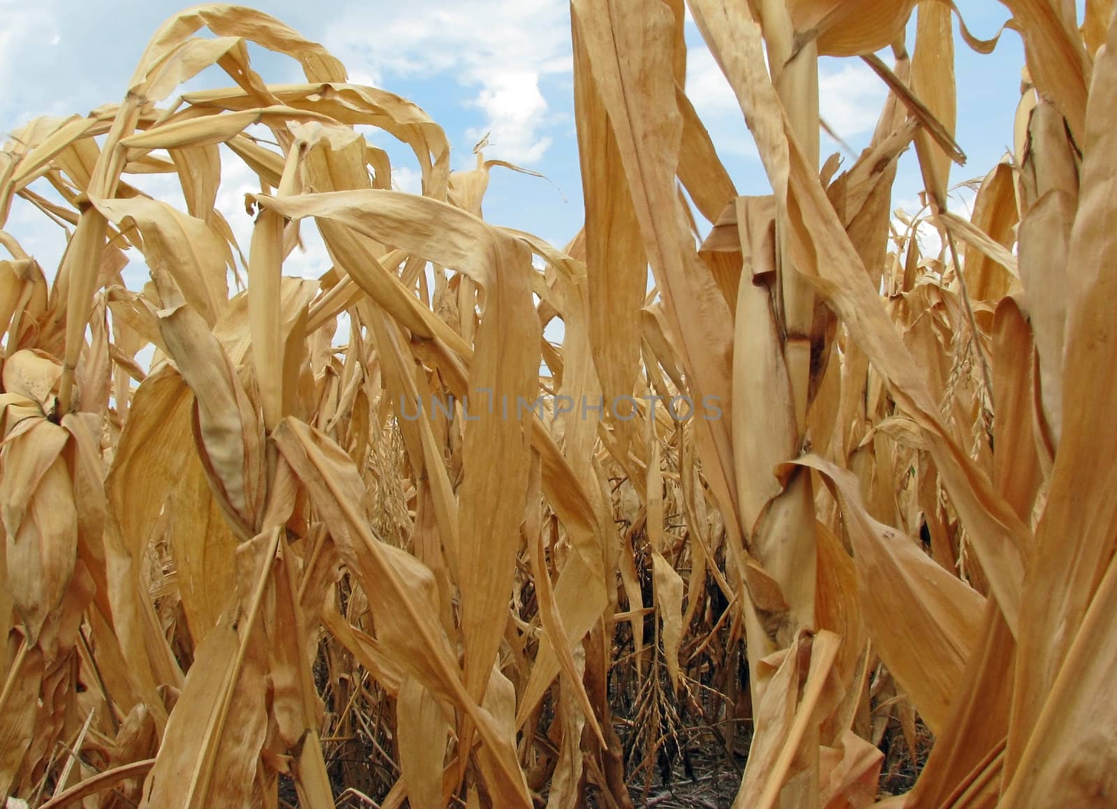 Corn field dry from a lack of rain during a summer drought.
