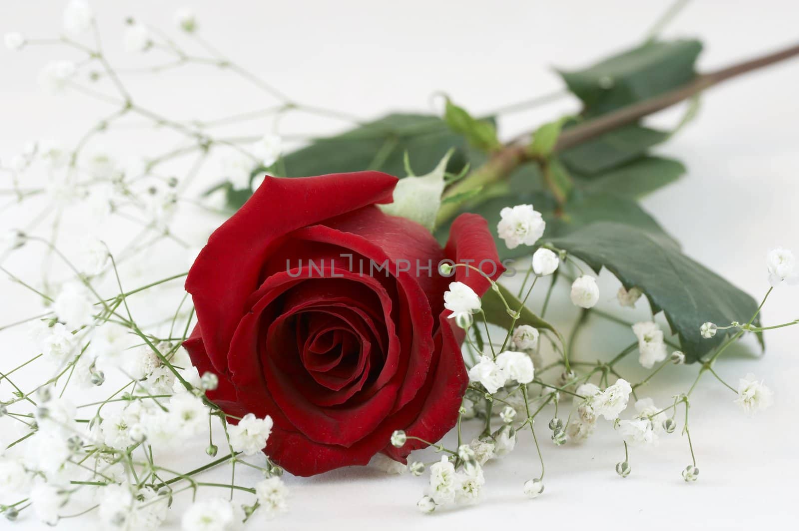 a picture of a red rose on white