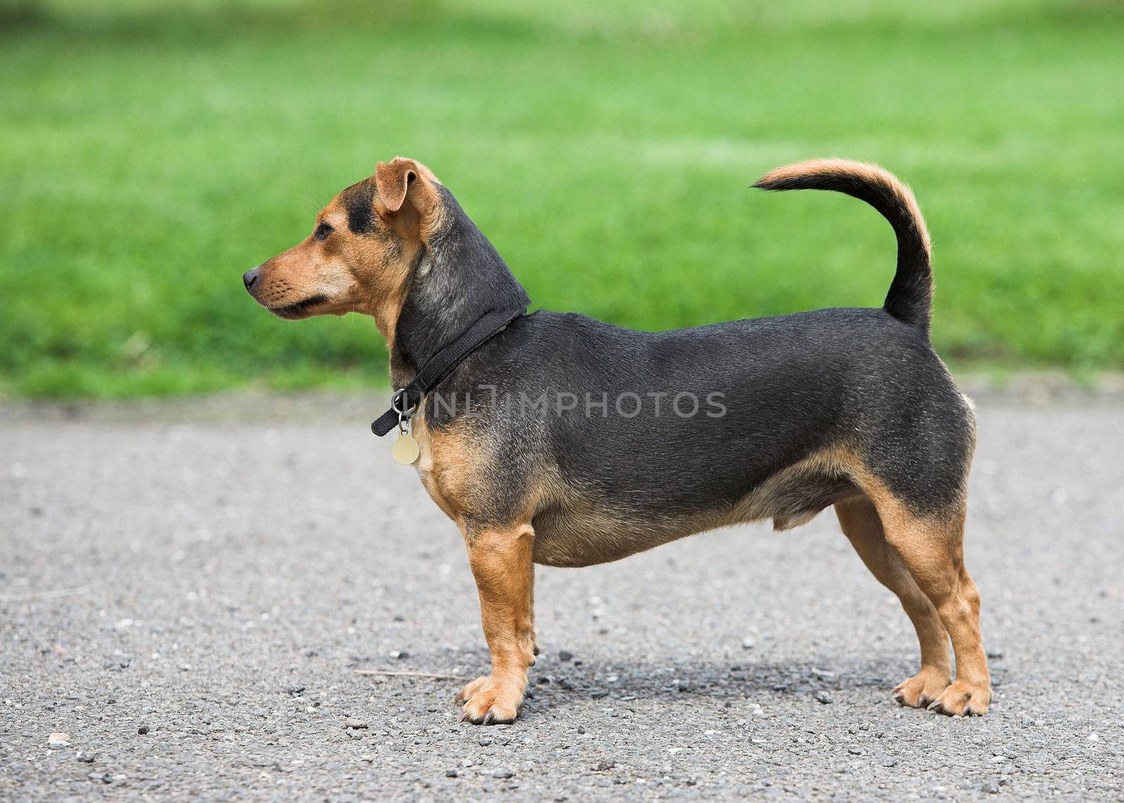 An alert black and tan terrier.