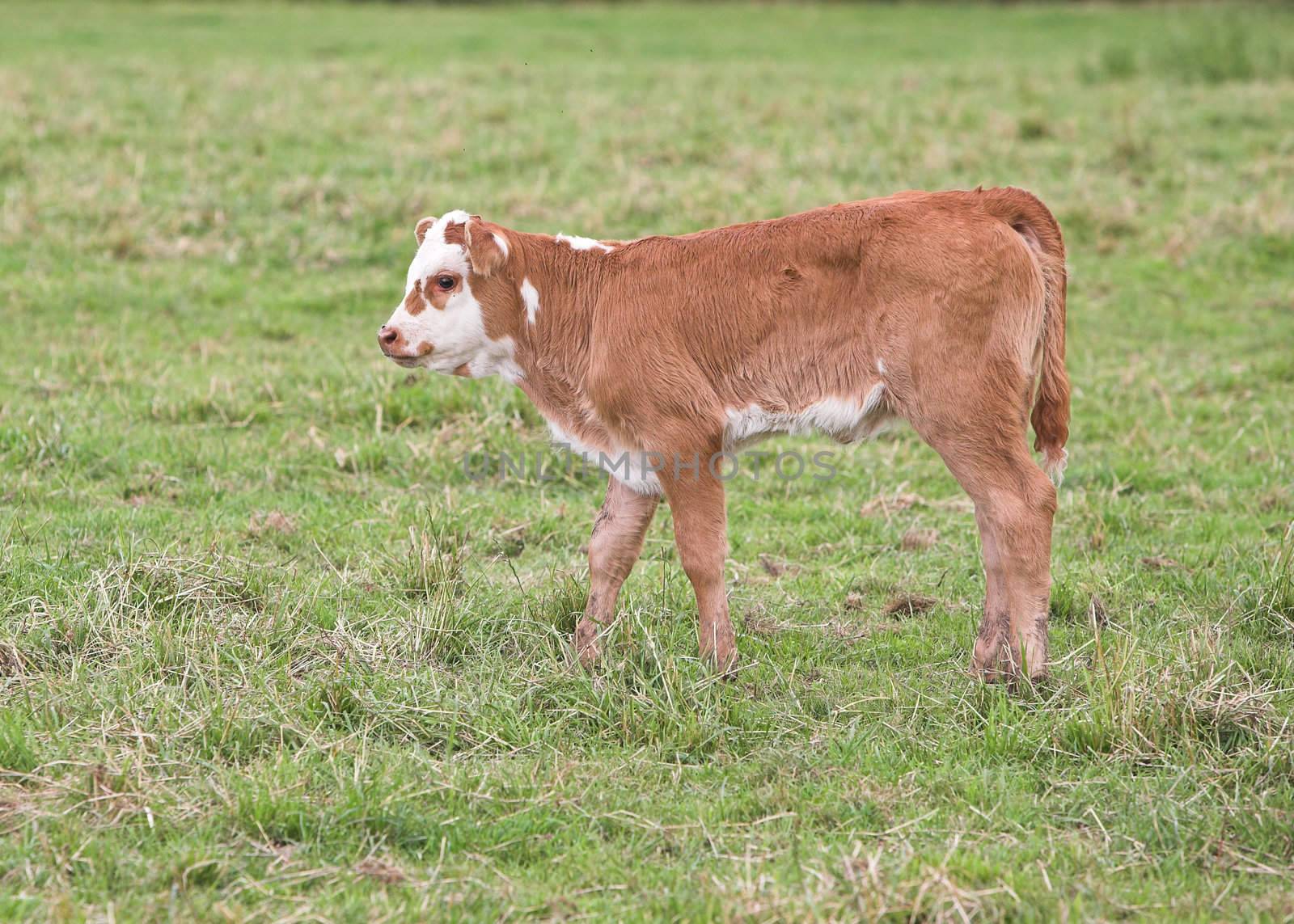 A brown and white Simmental calf in a field.