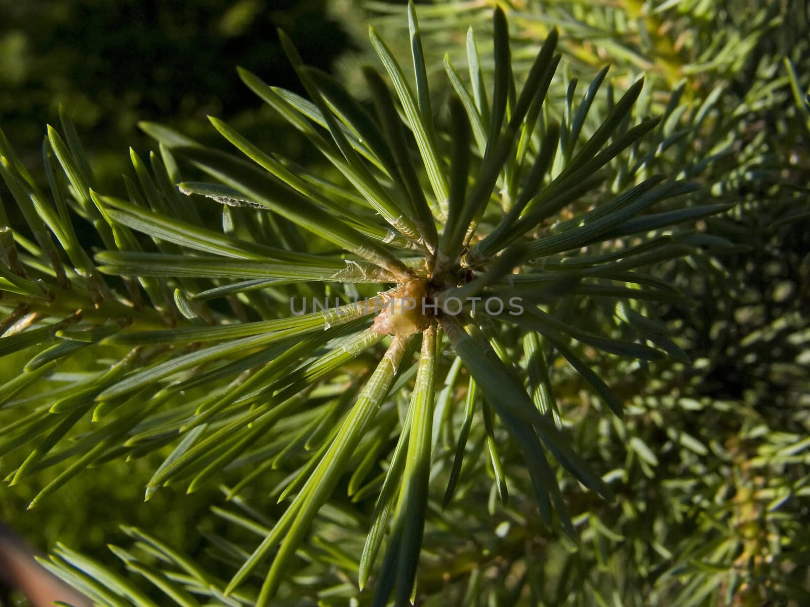 Close-up of the tip of a branch pine