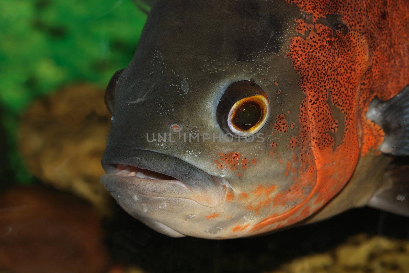 Extreme closeup of big aquarian fish muzzle inside aquarium